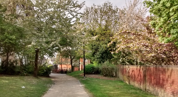 Pathway through trees with spring blossom